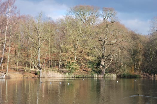 pond with trees in fall