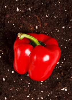 pepper on the soil