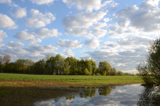 Winter crops planted field of spring flooding of water. Agricultural fields.