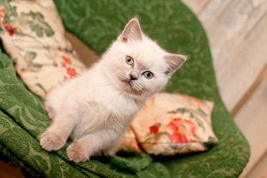 White kitten sitting on an arm-chair
