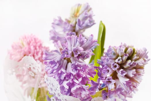 beautiful hyacinth