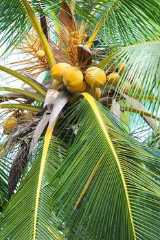 Coconut Fruit on palm tree