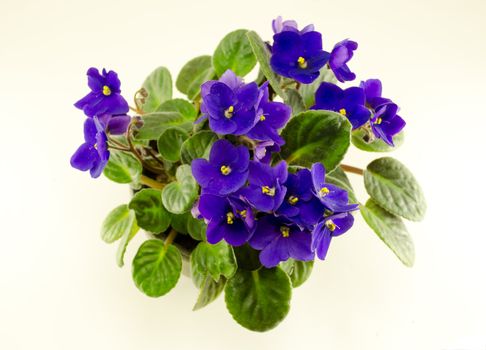 african violet flower and brightly green leaves in pot