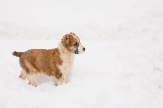 A white and brown central asian puppy walking in snow
