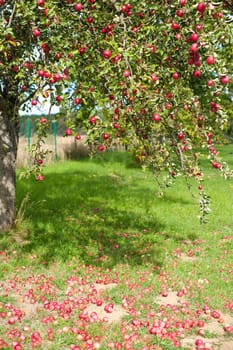 Branches of an apple tree are full of red ripe apples. Many of the fruits are lying under the tree already.