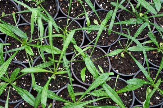 greenhouse production of flowers