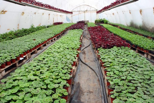 greenhouse production of flowers