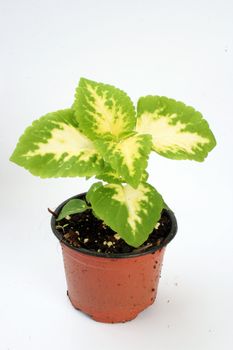 nursery flowers in a pot