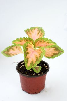 nursery flowers in a pot