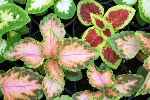 greenhouse production of flowers