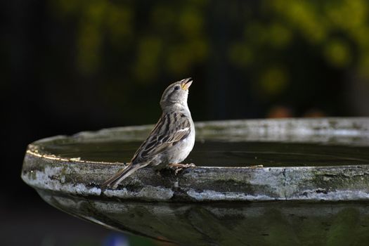 Small bird drinking or chirping sitting on the edge of a bird bath.