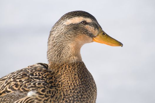 Female mallard duck profile