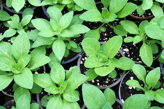 greenhouse production of flowers