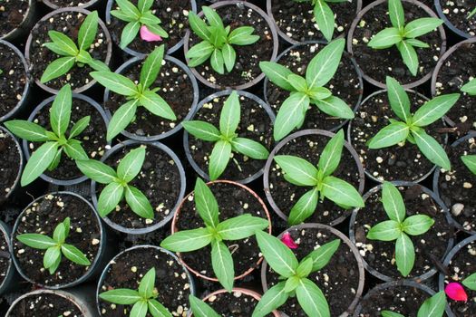 greenhouse production of flowers