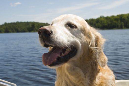 Golden Retriever on a boat ride with the happy face