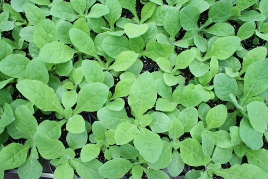 greenhouse production of flowers