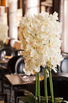 white orchid