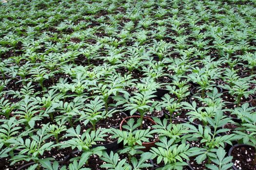 greenhouse production of flowers