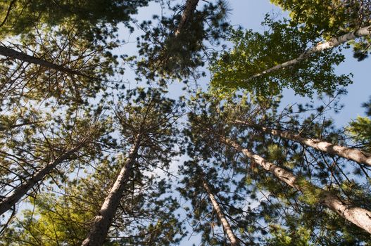 Looking up through the pine trees in a wilderness area