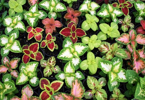 greenhouse production of flowers