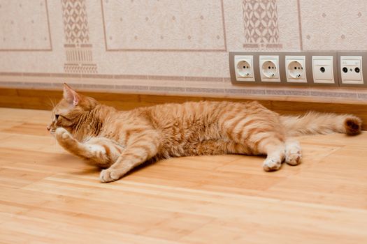 A young ginger tabby cat on the wooden floor
