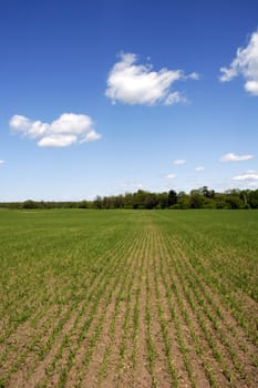Field with corn seedlings in spring - deep blue sky with wispy white clouds.
