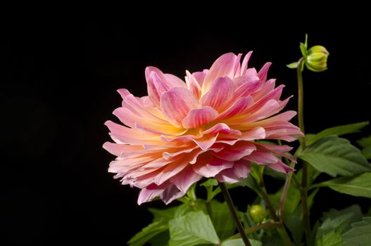 Closeup of a Dahlia blossom isolated on black background