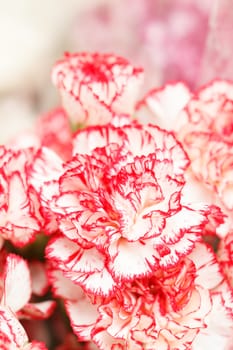 carnation bouquet