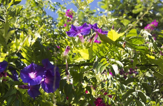 flowering shrub with blue and purple flowers
