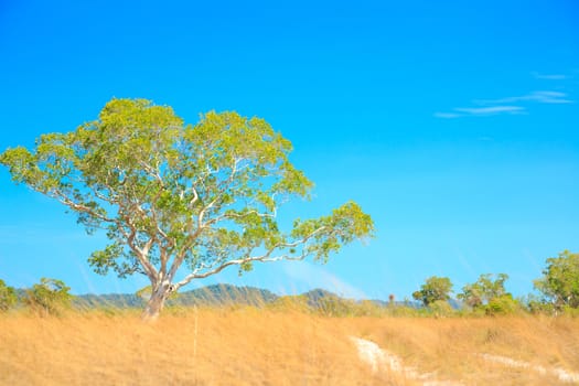 Savannah Landscape in Southern of Thailand near Phuket