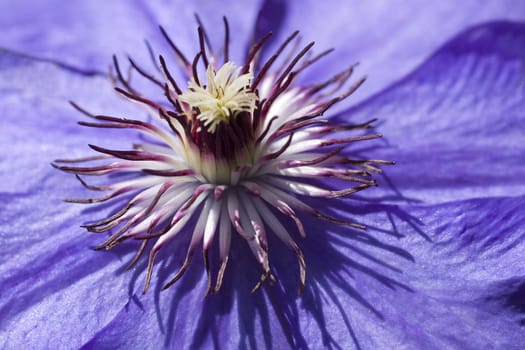 Macro photo of a Clamatis blossom with selective focus on the centre portion.