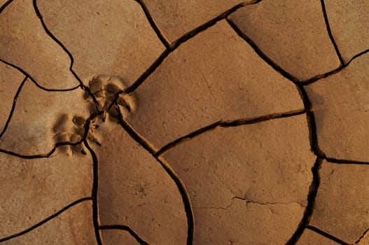 Dry and cracked earth in the desert with animal trace