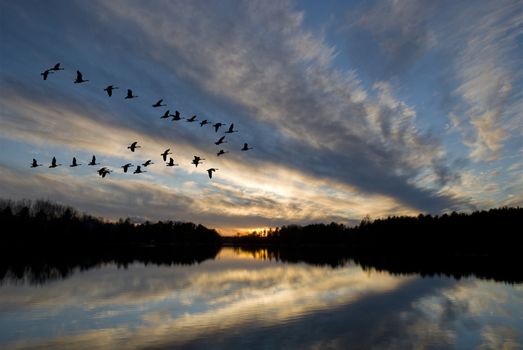 Geese landing on the bay at sunset.