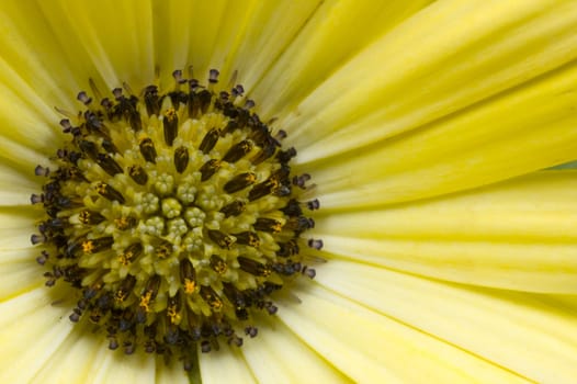 Macro image on the blossom of yellow daisy