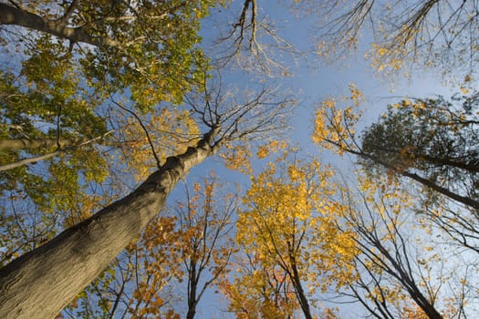 Wide angle photo looking up into the almost bare autumn treetops