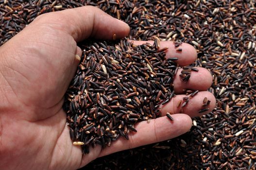 Rice Berry contains three times more iron than other varieties. And not only does it contain a high level of antioxidants such as beta-carotene, gamma oryzanol, vitamin E, and folic acid (folate) in itself, but it becomes soft and is aromatic when cooked, which is the outstanding trait of Thai Hom. Mali Rice.