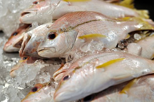 Photo of fresh fish at the Fish Market