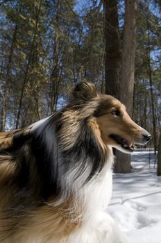 Profile of a proud collie at the park