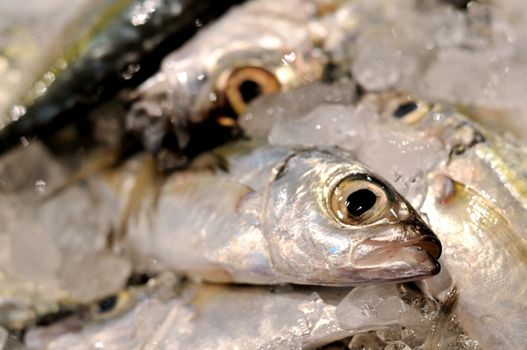 Photo of fresh fish at the Fish Market