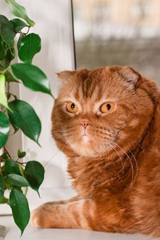 A scottish fold cat sitting on a windowsill between houseplants
