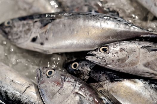 Photo of fresh fish at the Fish Market