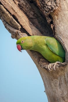 Rose-ringed Parakeet, perched on a tree branch, nature, copy space