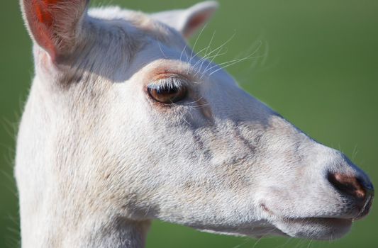 Head of young fallow deer looking straight into camera