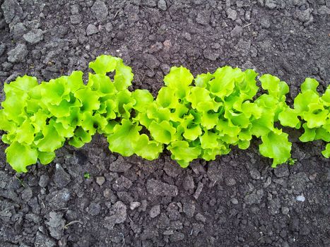 Young Light Green Salad on Garden Bed