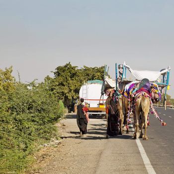Camel caravan train making its way to Rajasthan along Ahmedabad Road. The men guide flock of sheep and goats while the women and children follow with tents and household belongings