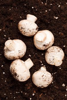 mushrooms on the soil