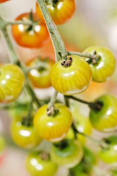 garden tomatoes