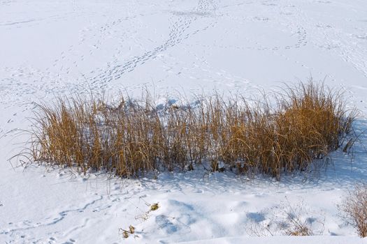 Fragment of a frozen reservoir. Traces on ice covered with snow. Group of coastal vegetation in the foreground