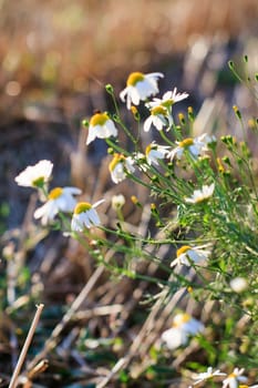 field of daisy