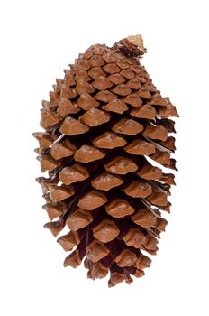 Natural pine cone isolated on white background.